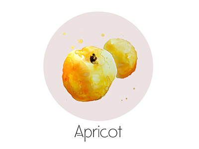 Apricot fruit icon painting watercolor