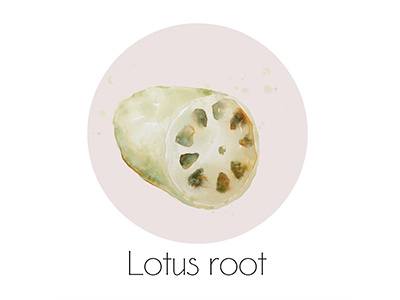 Lotus Root fruit icon painting watercolor