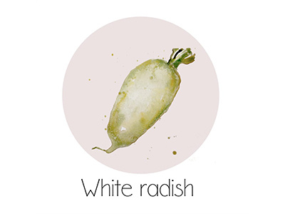 White Radish fruit icon painting watercolor