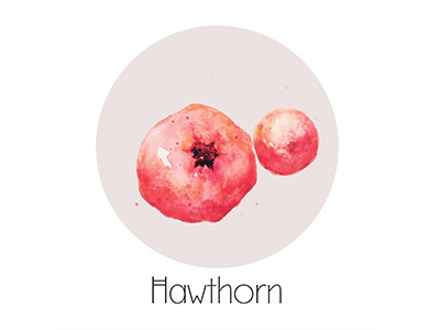 Hawthorn fruit icon painting watercolor