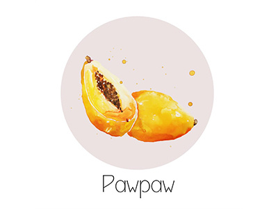 Pawpaw fruit icon painting watercolor