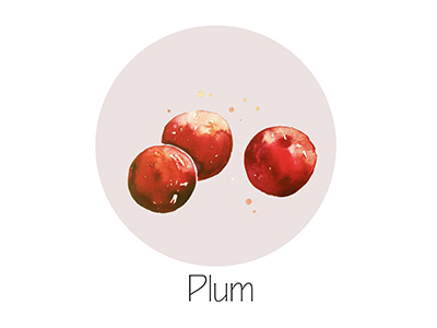 Plum fruit icon painting watercolor