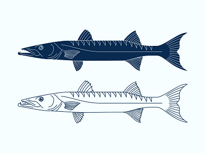 Barracuda barracuda fish illustration line work logo mark