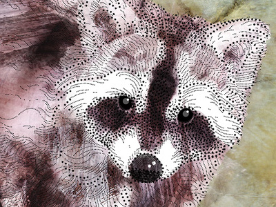 Raccoon Colour animal optical