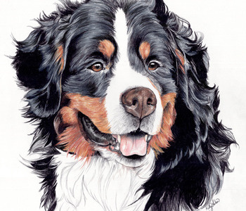 Bernese