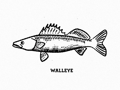 Walleye field fish fresh water guide illustration rough sketch texture walleye
