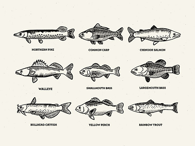 Fish bass carp catfist detail fish grid illustration perch pike print rough trout