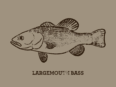 Largemouth anatomical anima bass drawing encyclopedia fish illustration rough scales stamp swim texture