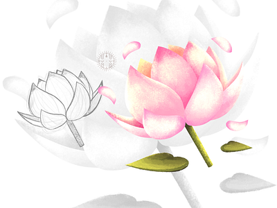 Lotus Icon Design