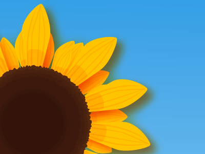 sunflower illustration illustrator infographic sunflower vector