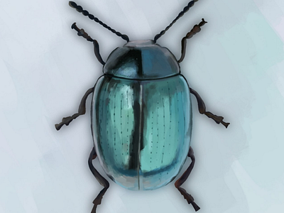 Blue beetle insect drawing illustration insect