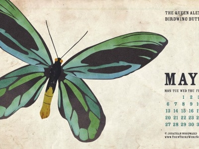 May 2013 Wallpaper - The Queen Alexandra's Birdwing Butterfly butterfly collage insect wallpaper