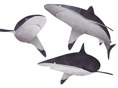 Shark Collages bait ball bronze whaler sharks collage ocean shark
