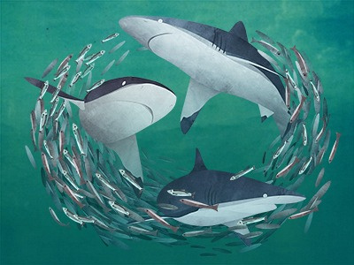 Shark v Sardines by Jonathan Woodward on Dribbble