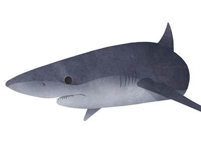 NYC Aquarium 'Ocean Wonders: Sharks' Exhibit collage conservation nyc aquarium ocean sharks