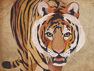 Tiger cat collage jungle nature tiger wildlife