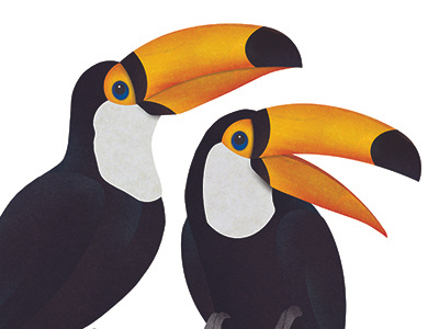 Toucans birds collage digital rainforest toucan