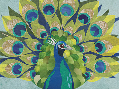 Peacock birds collage illustration peacock
