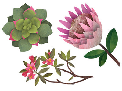 Botanical Illustrations botanical collage flowers illustration nature