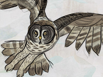 Great Grey Owl birds collage nature owl wildlife