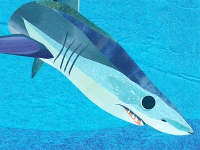 Mako Shark ocean shark