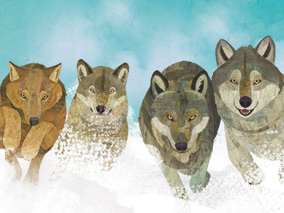 Ways Of The Wolf - interior spread illustration childrens illustration collage illustration wildlife wolf