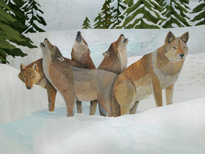 Ways Of The Wolf - interior spread illustration detail childrens illustration collage illustration wildlife wolf