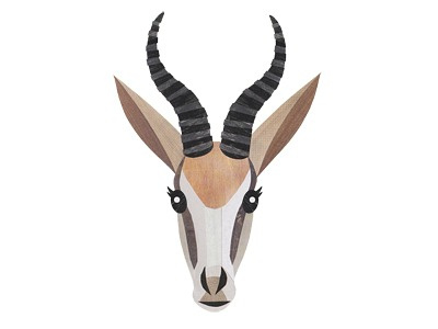 Springbok by Jonathan Woodward on Dribbble