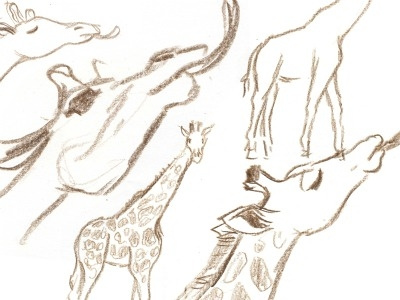Giraffe Gestural Sketches giraffe sketch wildlife