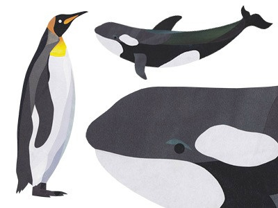 King Penguin & Orca collage orca penguin wildlife