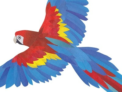 Macaw bird collage macaw