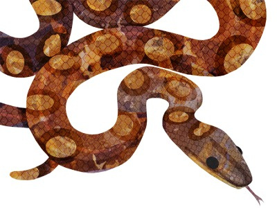 Rainbow boa
