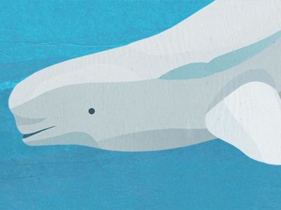 Beluga Whale beluga collage whale