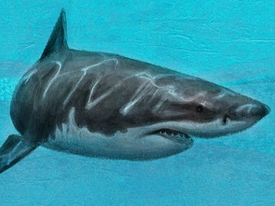 Great White Shark great white shark ocean shark