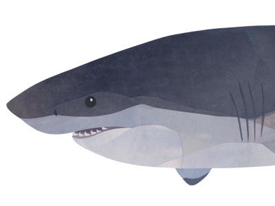 Great White Shark Final Collage collage great white shark ocean shark