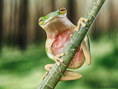 The Frog animals art bodypaint cinema4d design frog nature render rendering sculpt sculpting
