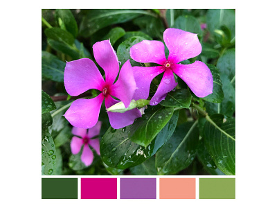 Color Palette- Forever Bloom allseason colorpalette design foreverbloom graphic design nature photography