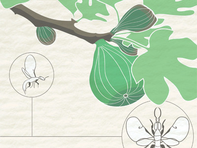 Fig tree poster, illustration graphic design green illustration poster design texture typography