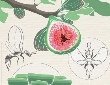 Fig tree poster, illustration