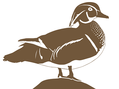 Wood Duck (aix sponsa) - Male animal bird branding draw duckling ducks flock illustration minimal portfolio silhouette vector