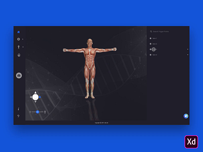 Human Anatomy Desktop App anatomy animation banner design flat human body icon medical typography ui ux web website xd