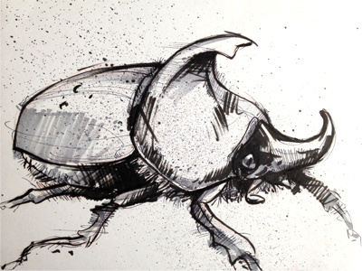 Day 5 Inktober Challenge beetle drawing ink inktober insect pen russ cox sketch study