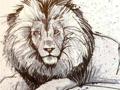 Inktober Day 6 animal drawing ink inktober lion pen russ cox sketch study