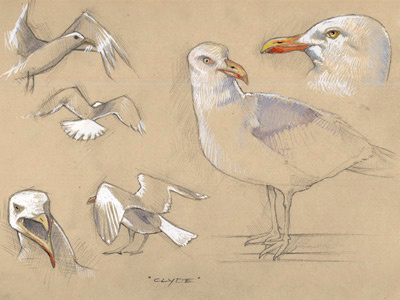 Clyde color gouache pencil sea gull sketch toned paper watercolor