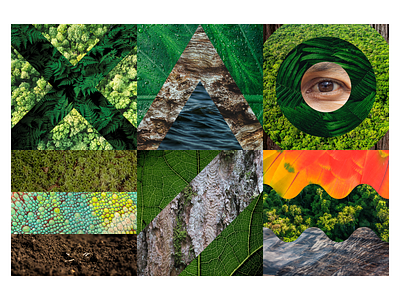 Rainforest vibes collage eye forest jungle leaf photo tree water