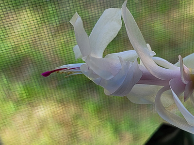 white cactus flower