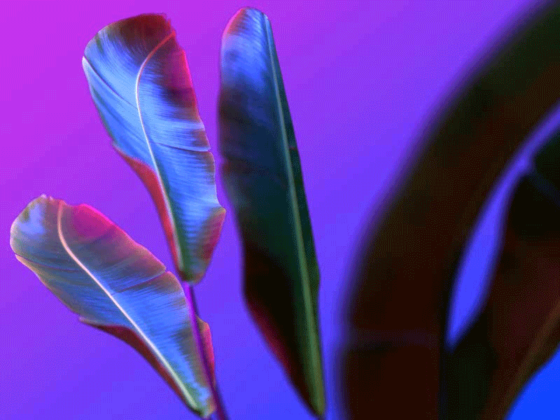 Another neon plant 3d 3danimation animation banana banana leaf blue cgi cinema4d color design light motion design neon neon colors neon light pink plant plants purple renderings