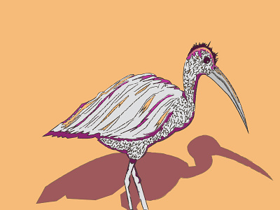 Crane Bird animals fauna forest illustrator