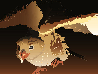 Guácharo animals cave fauna forest illustration illustrator winter