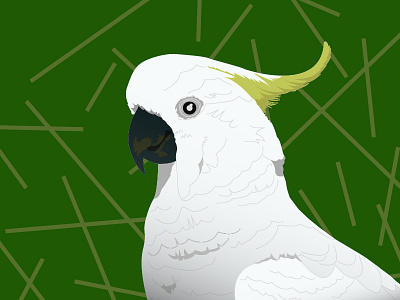 Cacatua... bird fauna forest illustration illustrator vectors wild